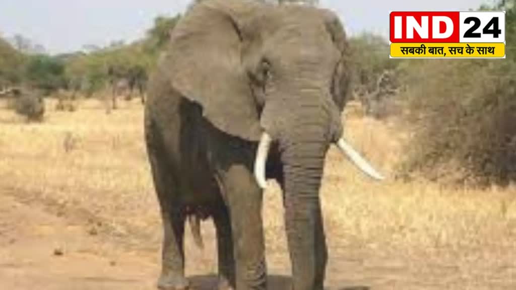 CG News :  बालोद में  बढ़ता हाथियों का आतंक, दूसरी तरफ सेल्फी के चक्कर में मौत को आमंत्रण....