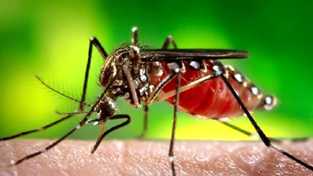 ग्वालियर में डेंगू का कहर जारी, 24 नए मरीज आए सामने