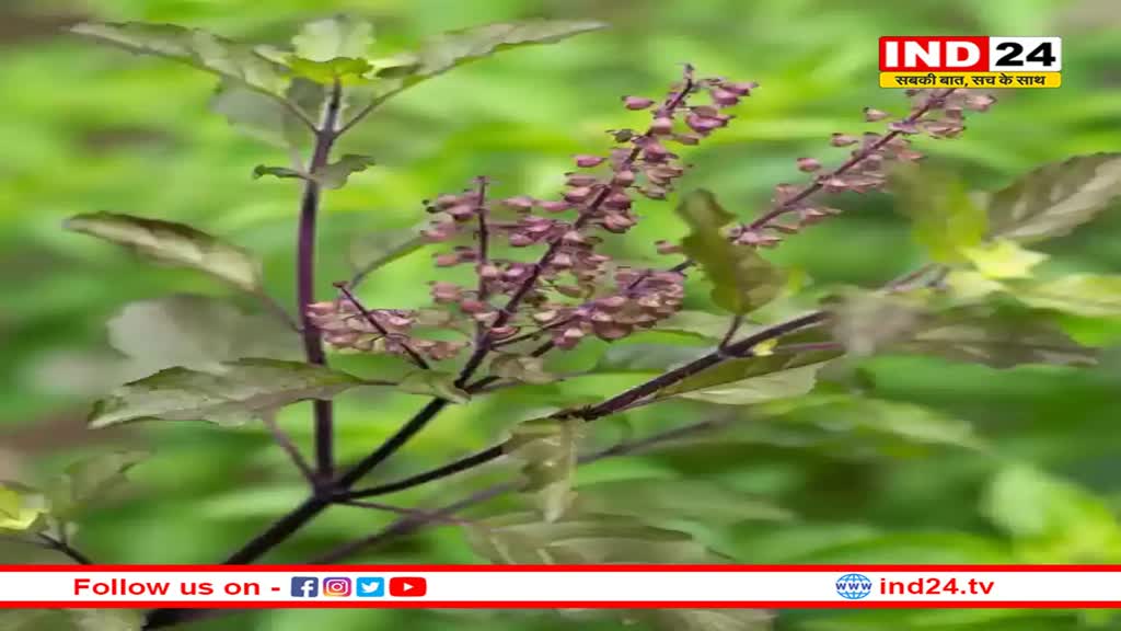 तुलसी के पत्ते चबाने से होंगे कई फायदे