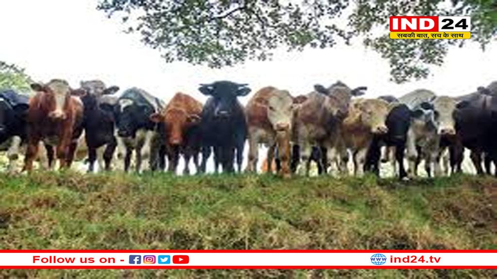 MP में बनेगा देश का सबसे बड़ा ‘गोवंश वन्य विहार’