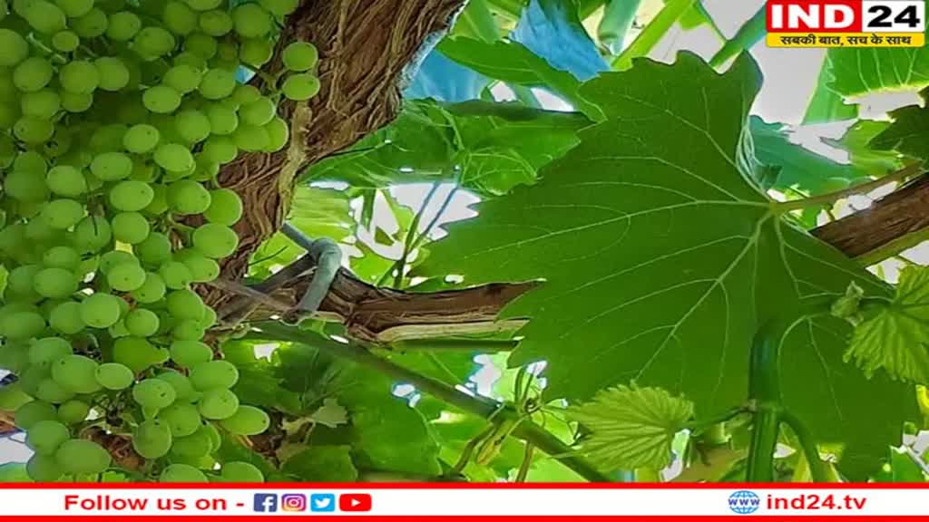 Grape Leaves Benefits: क्या आपने कभी अंगूर के पत्तों के बारे में सुना है? जानिए इसके अनगिनत लाभ