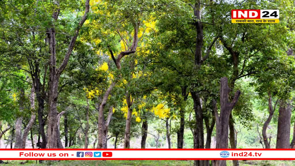 खेजड़ी और बबूल की तरह धोरों में महकेगी चंदन की खुशबू