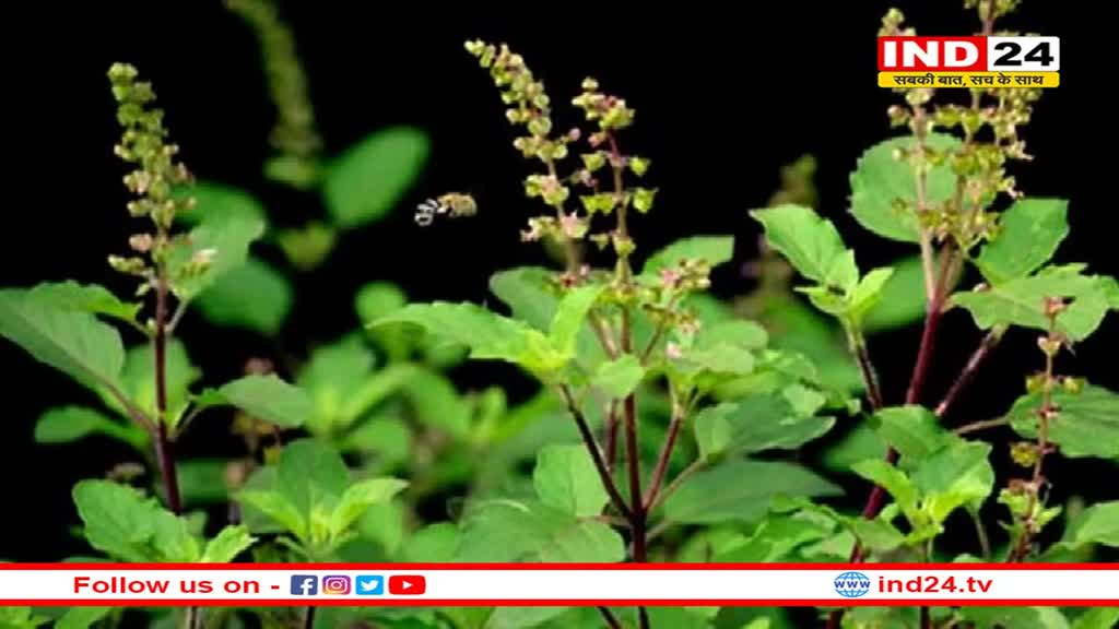 Tulsi Water Benefits: अमृत से कम नहीं है तुलसी का पानी, रोज़ पीने से मिलते हैं यह स्वास्थ्य लाभ 