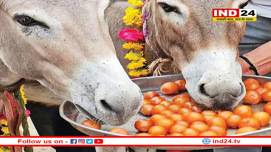 उज्जैन में गधों का पारंपरिक मेला शुरु