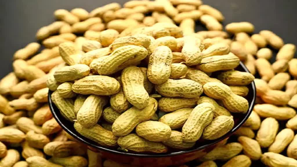 peanuts in winter: सर्दी में खा रहे है ज्यादा मूंगफली तो जाएं सावधान! जानें इससे होने वाले नुकसान के बारे में