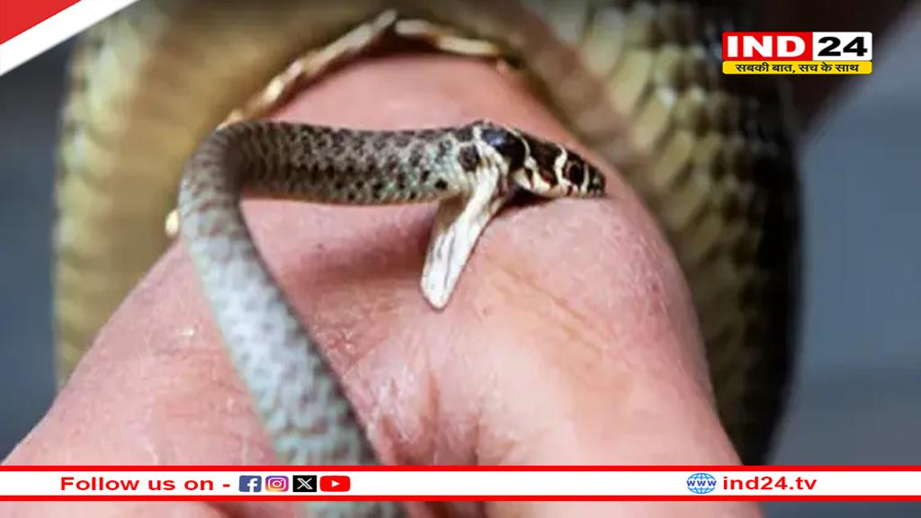 मानसून में बढ़ा सर्पदंश का खतरा, छत्तीसगढ़ स्वास्थ्य विभाग की चेतावनी – झाड़-फूंक से बचें, अपनाएं ये जरूरी उपाय