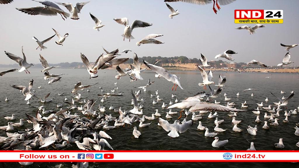 महाकुंभ की भव्यता की साइबेरियाई पक्षियों ने बढ़ाई खूबसूरती