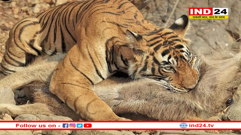 कूनो से ग्वालियर पहुंची मादा चीता वीरा, भंवरपुरा के गांव में बकरियों का किया शिकार