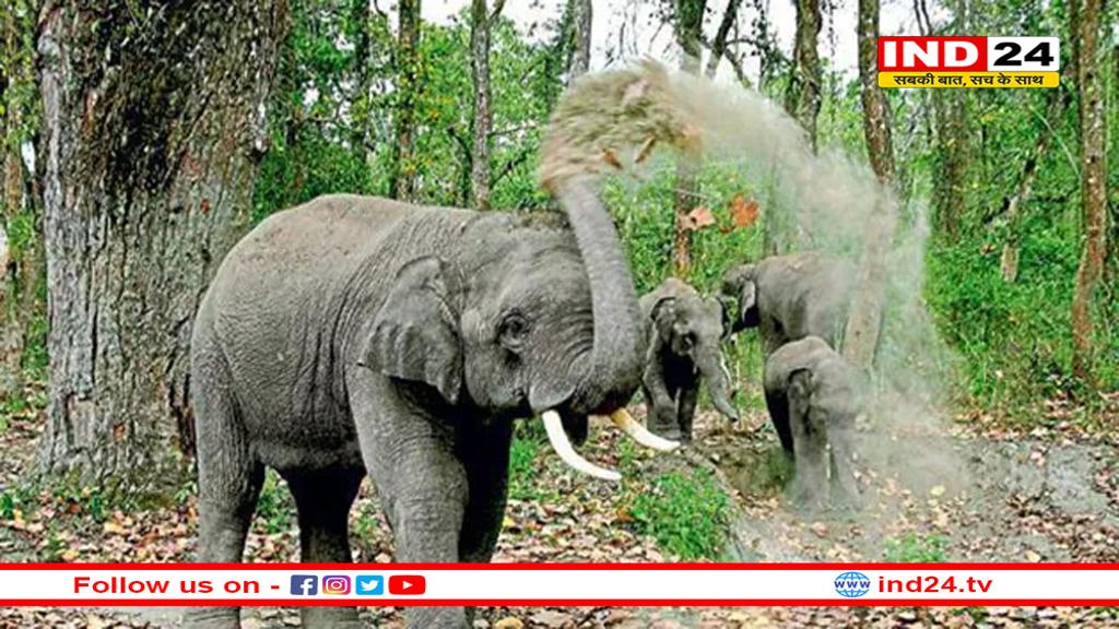 उमरिया में जंगली हाथियों का आतंक! घुनघुटी वनक्षेत्र के गांव में दहशत, कई घर और फसलें बर्बाद