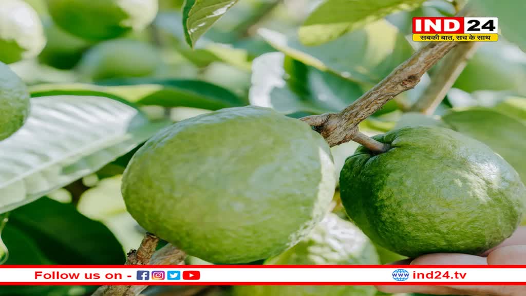 सर्दियों में अमरूद खाने के फायदे: जानकर आप हो जाएंगे हैरान