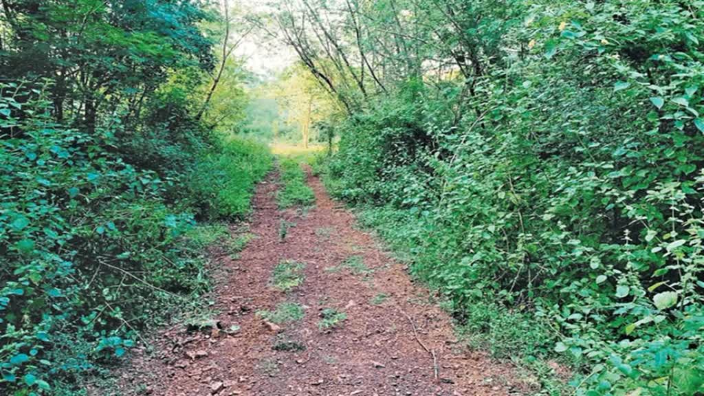 जंगल को आग की लपटों से बचाने इन महिलाओं ने पेश की मिसाल