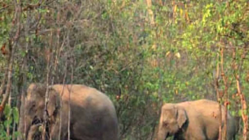 सतपुड़ा टाइगर रिजर्व में आए नए मेहमान, कर्नाटक से लाए गए 4 हाथी