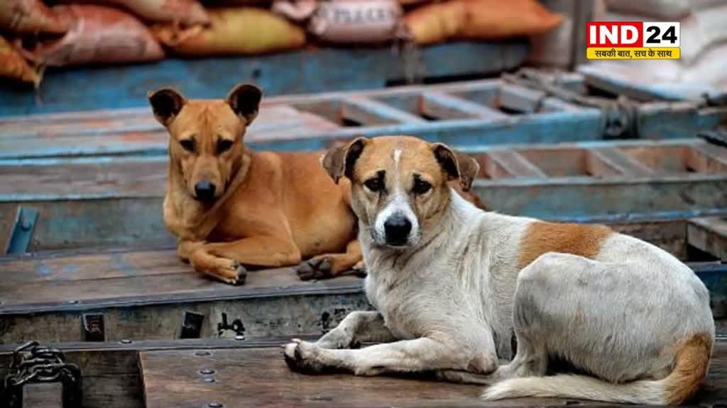 नहीं थम रहा कुत्तो का आतंक, बच्चों को काटने के मामलों में लगातार बढ़ोतरी