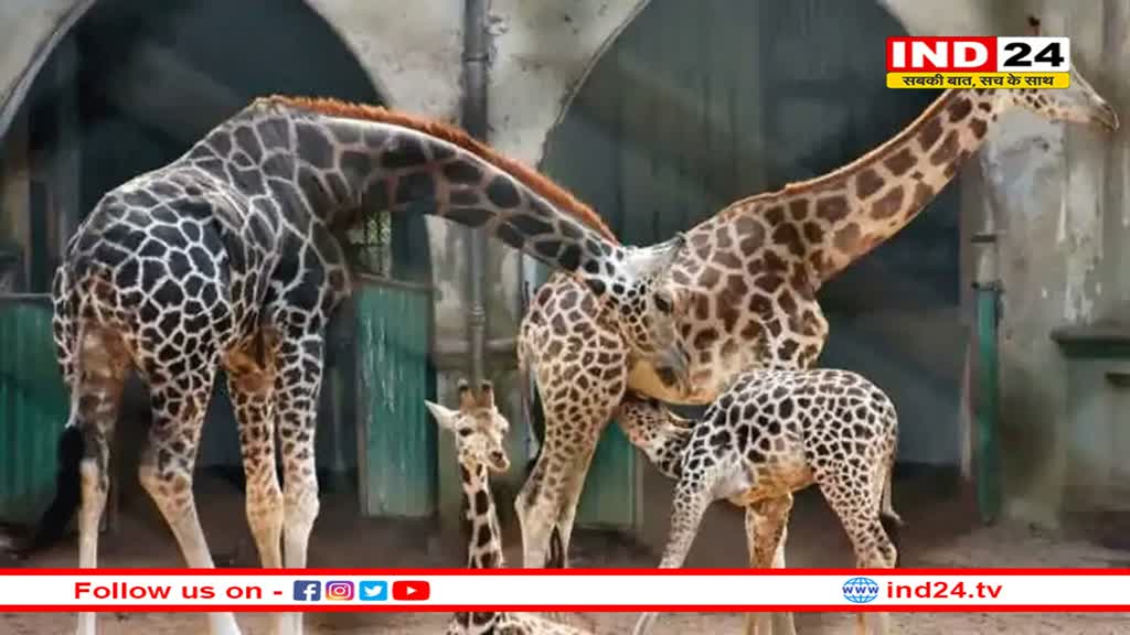 कड़ाके की ठंड में ग्वालियर जू में जानवरों का इस तरह रखा जा रहा है खास ख्याल