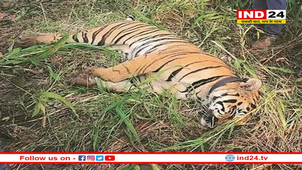 करंट लगने से बाघ की मौत, 5 ग्रामीण गिरफ्तार