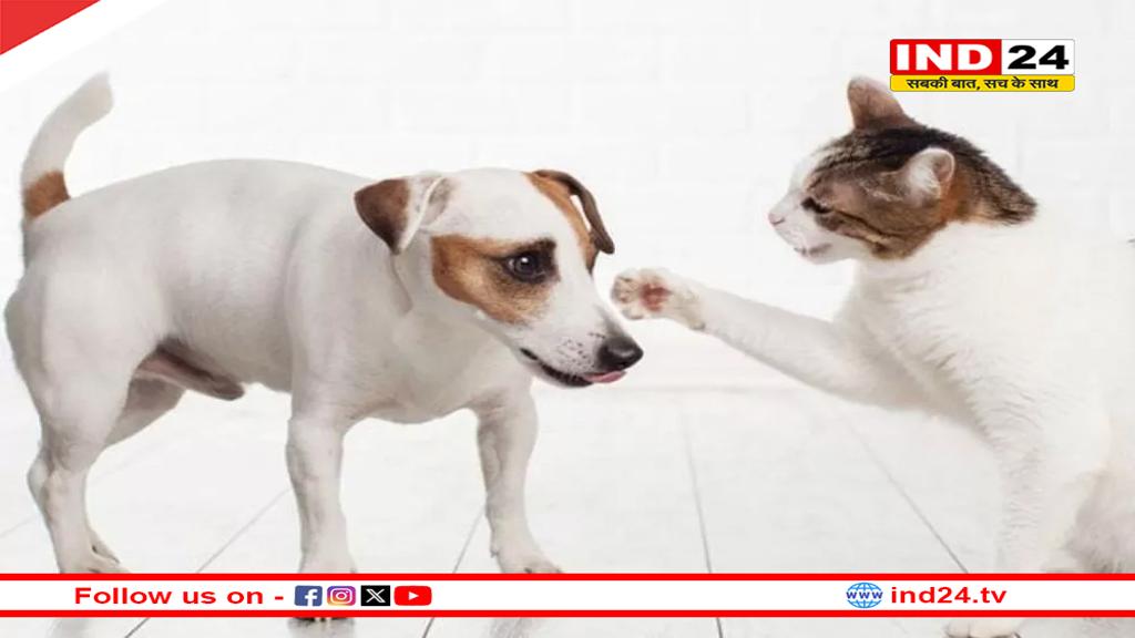 पति-पत्नी की लड़ाई की वजह बनी बिल्ली और कुत्ता, तलाक तक पहुंचा मामला