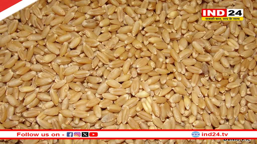 इंदौर मंडी में नए गेहूं की आवक, मुहूर्त में 12 हजार के ऊपर बिका