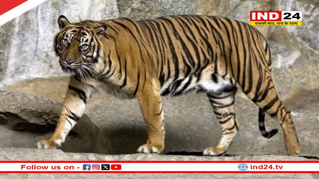 बांधवगढ़ टाइगर रिजर्व से दो बाघ शिफ्ट किए गए वन विहार, इंक्लोजर में रखे गए थे बाघ