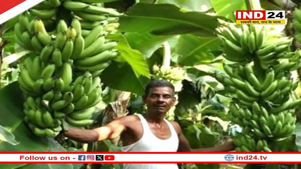 आज से बुरहानपुर जिले में ''बनाना फेस्टिवल'' 2024 का किया जाएगा आयोजन