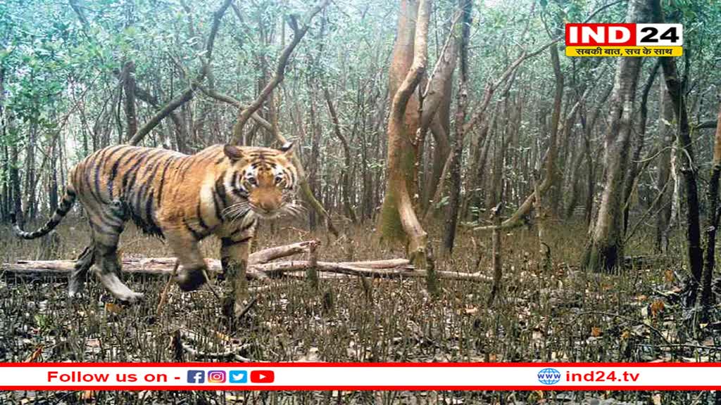 कूनो नेशनल पार्क में बढ़ी चीतों की मूवमेंट, चीतल और तेंदुए भी देखने को मिले