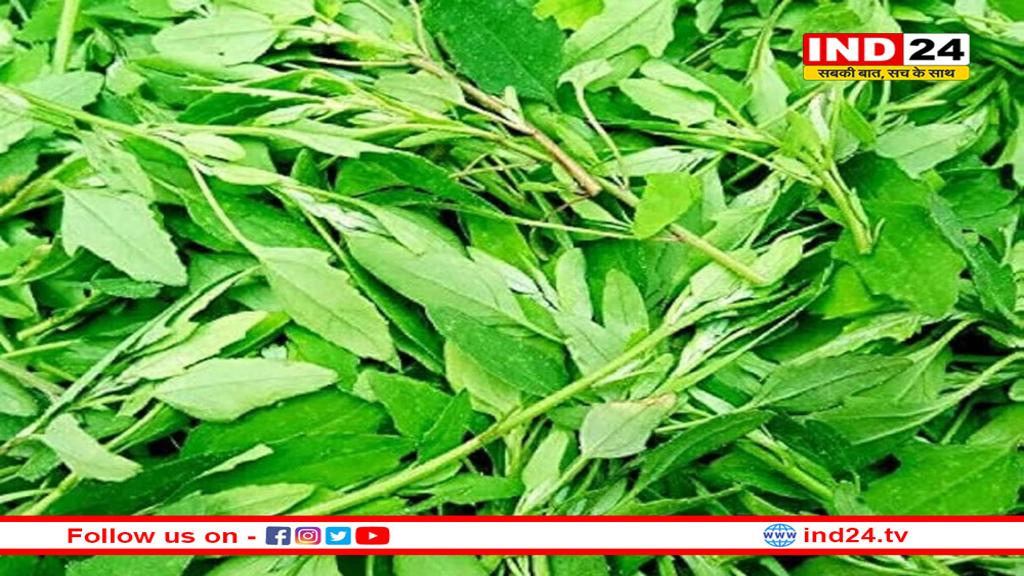 किन लोगों की सेहत के लिए नुकसानदायक साबित हो सकता है बथुआ?