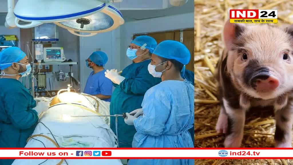अमेरिकी डॉक्टरों का अनोखा कारनामा, पहली बार इंसान में किया सुअर की किडनी का सफल ट्रांसप्लांट