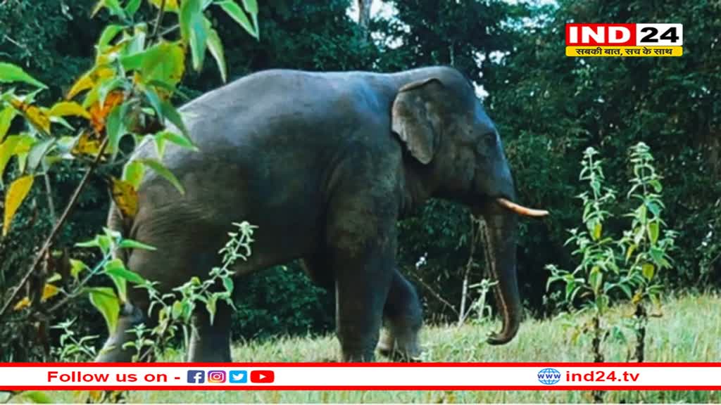 अनूपपुर में हाथी के हमले से हुई एक व्यक्ति की मौत के बाद भड़के ग्रामीण, फायरिंग में 2 घायल