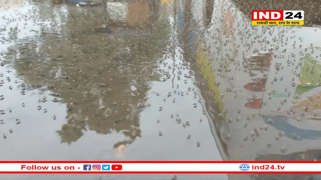 सर्दी जुकाम, शरीर में चकते और फेफड़े में पानी की शिकायत है तो कराएं डेंगू की जांच